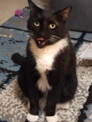 Lost Male Cat last seen Sylvan meadows/coffee rd, Modesto, CA 95355