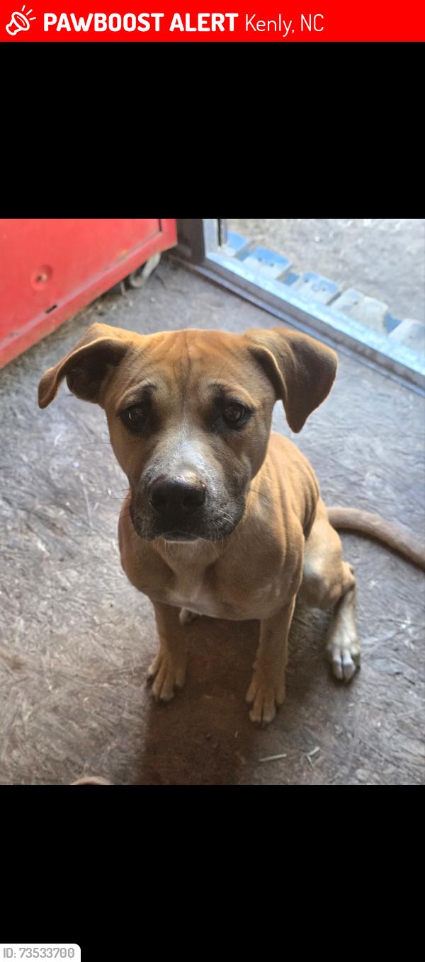 Lost Male Dog last seen Hodge rd, Kenly, NC 27542