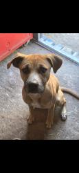 Lost Male Dog last seen Hodge rd, Kenly, NC 27542