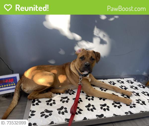 Reunited Male Dog last seen Ideal Food Basket Bedford Avenue Brooklyn, Brooklyn, NY 11226