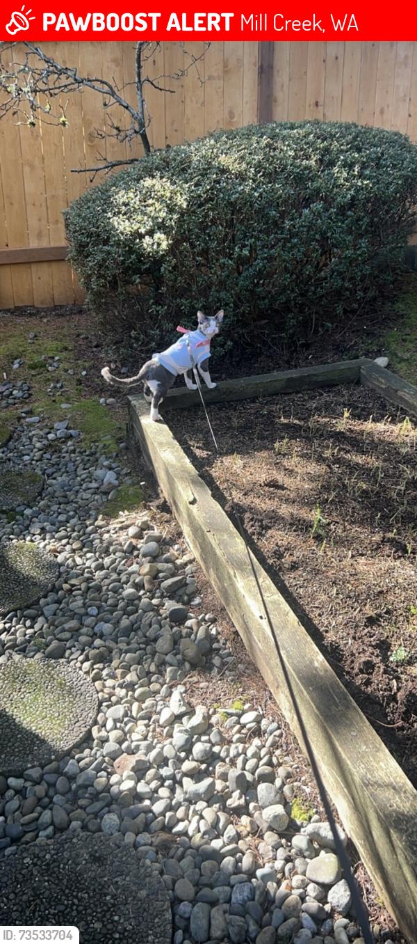 Lost Male Cat last seen Trillium blvd SE, Mill Creek, WA 98012