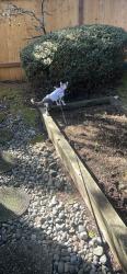 Lost Male Cat last seen Trillium blvd SE, Mill Creek, WA 98012