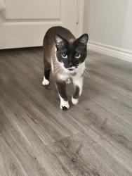 Reunited Male Cat last seen Near Menchaca Rd, Austin, TX 78748, USA, Austin, TX 78748