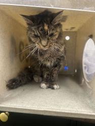 Shelter Stray Female Cat last seen Near S 300 E, Centerville, UT 84014, USA, 1422 E 600 N, Fruit Heights, UT 84037, USA