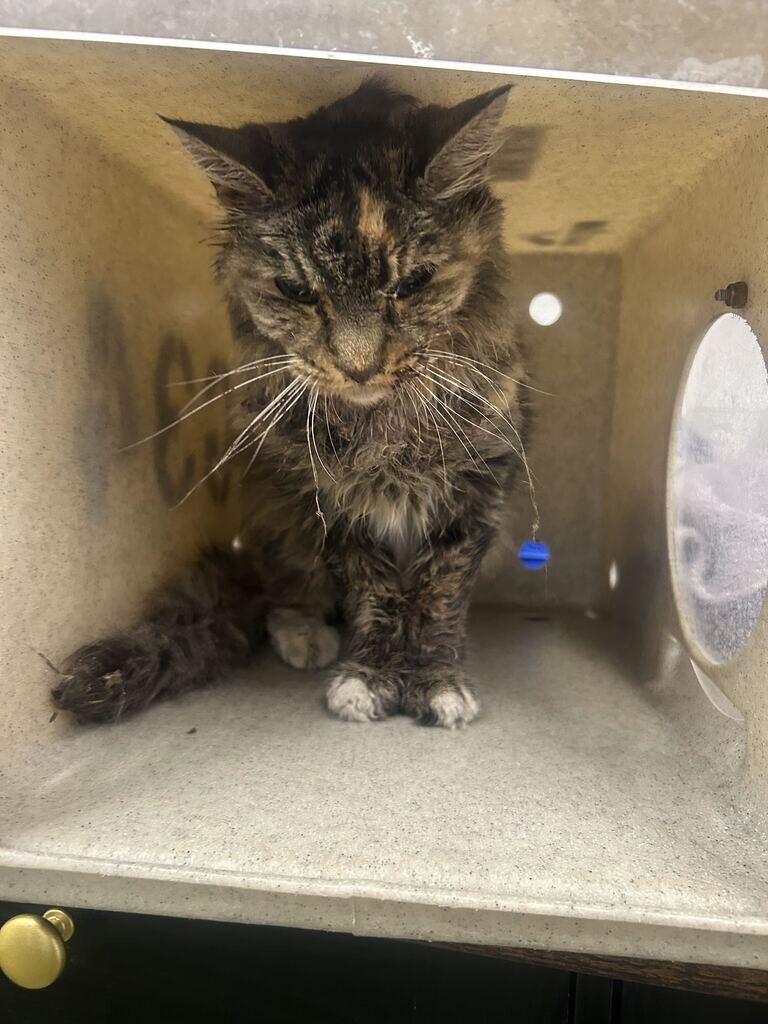 Shelter Stray Female Cat last seen Near S 300 E, Centerville, UT 84014, USA, 1422 E 600 N, Fruit Heights, UT 84037, USA