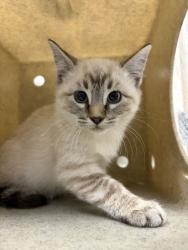 Shelter Stray Female Cat last seen Near W 1800 N, Clinton, UT 84015, USA, 1422 E 600 N, Fruit Heights, UT 84037, USA