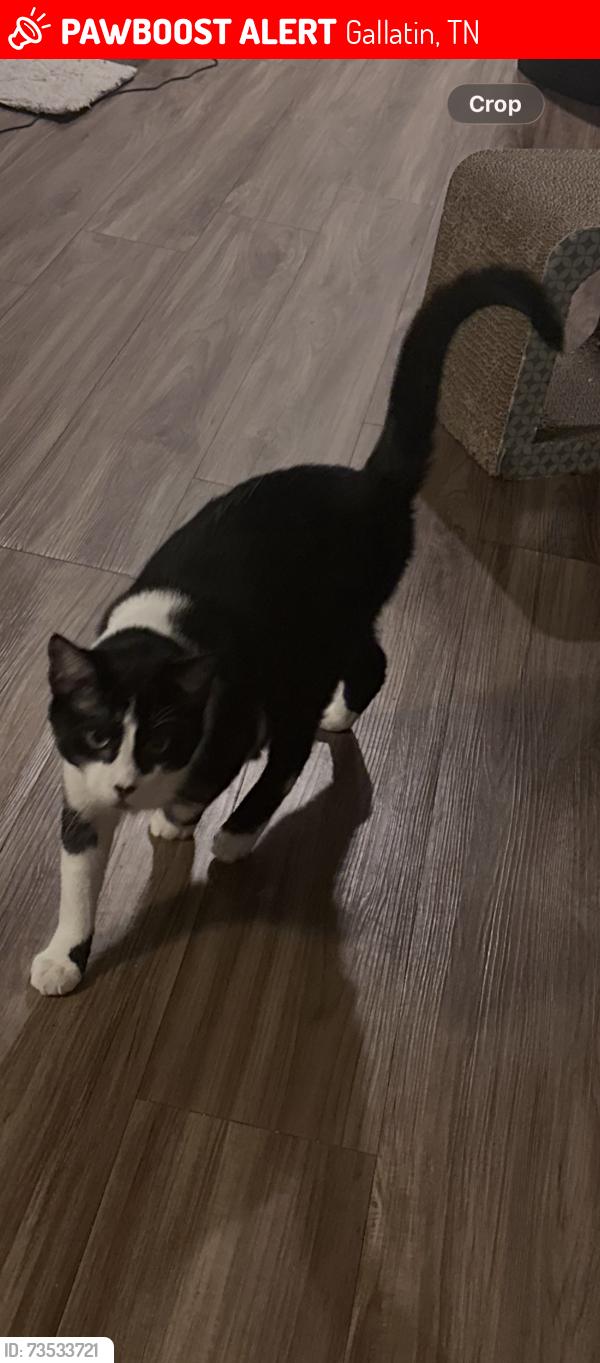 Lost Male Cat last seen Kennesaw Boulevard, Gallatin, Tn, Usa, Gallatin, TN 37066
