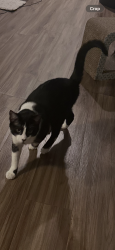Lost Male Cat last seen Kennesaw Boulevard, Gallatin, Tn, Usa, Gallatin, TN 37066