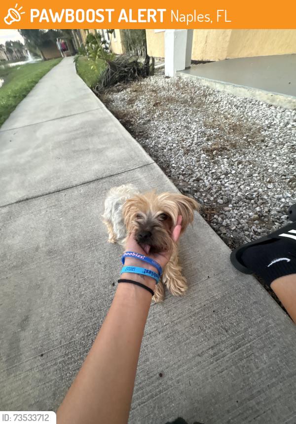 Found/Stray Female Dog last seen Near Tara cir, Naples, FL 34104