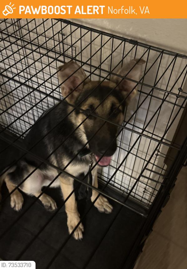 Found/Stray Male Dog last seen Hampton roads near McDonald’s and Wawa, Norfolk, VA 23505