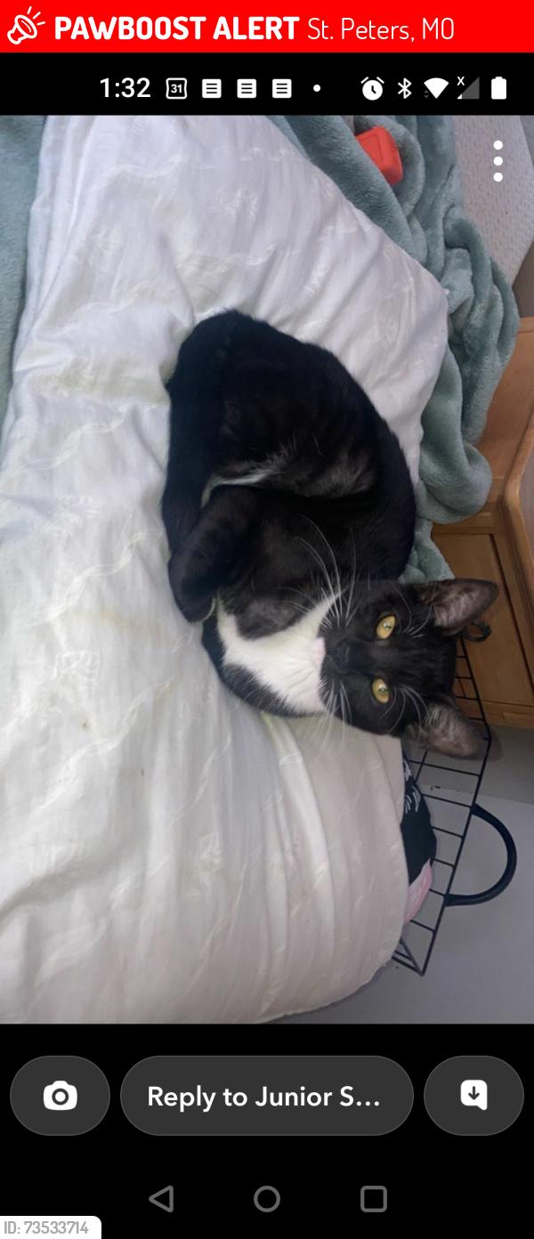 Lost Female Cat last seen Harvester/364, St. Peters, MO 63376