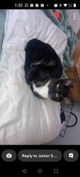 Lost Female Cat last seen Harvester/364, St. Peters, MO 63376