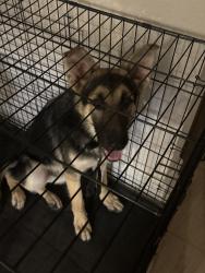 Found/Stray Male Dog last seen Hampton roads near McDonald’s and Wawa, Norfolk, VA 23505