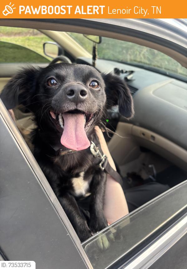 Found/Stray Female Dog last seen Found near Echo Hollow and White Wing, Lenoir City, TN 37771