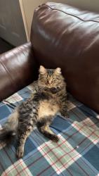 Lost Male Cat last seen Valley falls rd, Rensselaer County, NY 12154