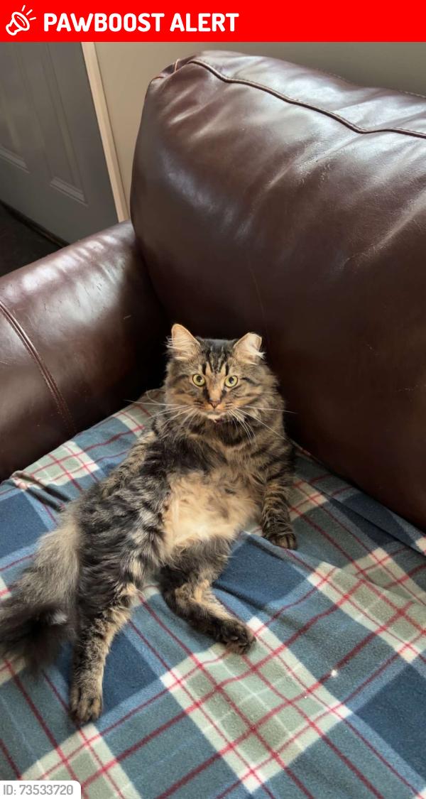 Lost Male Cat last seen Valley falls rd, Rensselaer County, NY 12154