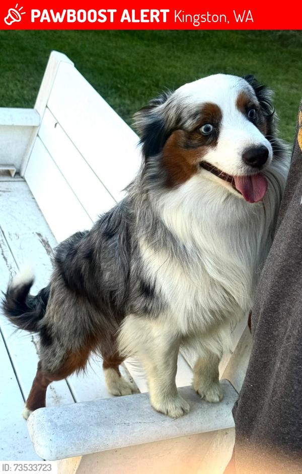 Lost Male Dog last seen Kingston, Kingston, WA 98346