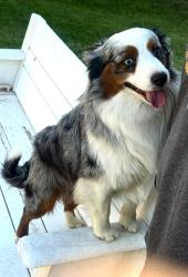 Lost Male Dog last seen Kingston, Kingston, WA 98346