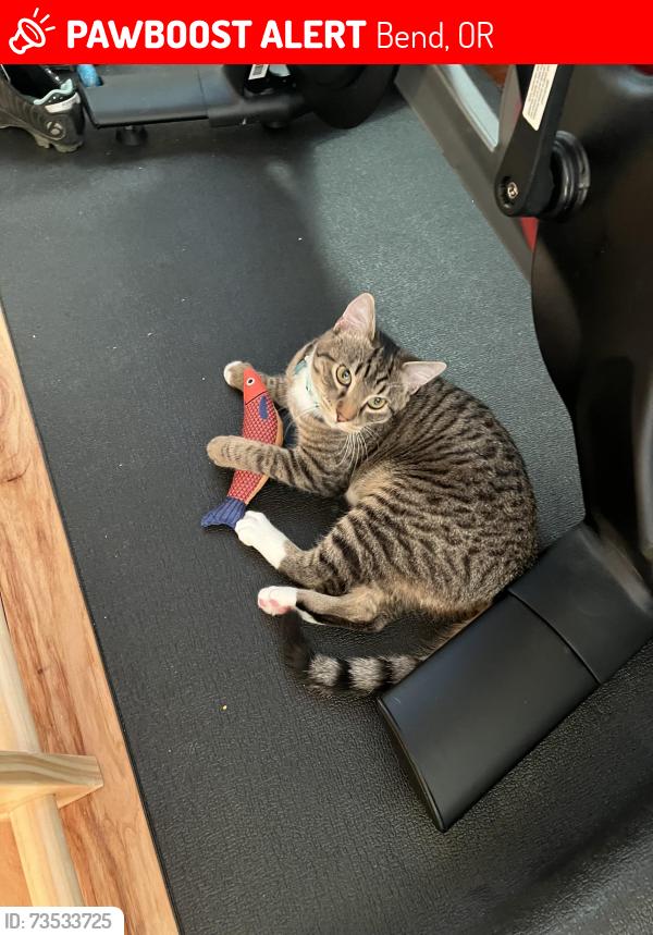 Lost Male Cat last seen Overturf butte, Bend, OR 97703