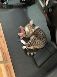 Lost Male Cat last seen Overturf butte, Bend, OR 97703