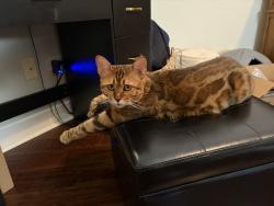 Lost Male Cat last seen Near mallards way, Naples, FL 34114