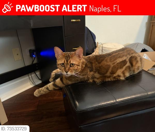 Lost Male Cat last seen Near mallards way, Naples, FL 34114