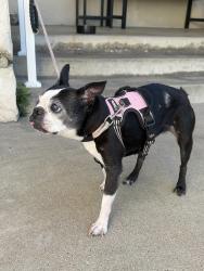 Reunited Unknown Dog last seen 184th and Dorman, Torrance, CA 90504