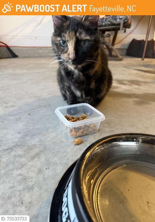 Found/Stray Female Cat last seen Alderman Rd, Fayetteville, NC 28306