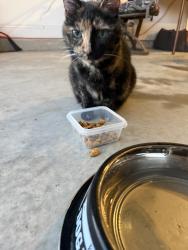 Found/Stray Female Cat last seen Alderman Rd, Fayetteville, NC 28306