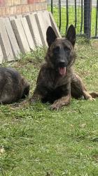 Lost Male Dog last seen King rd., Frisco, TX 75036