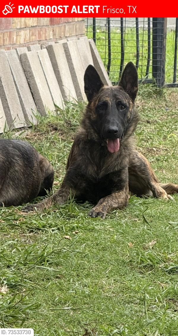 Lost Male Dog last seen King rd., Frisco, TX 75036