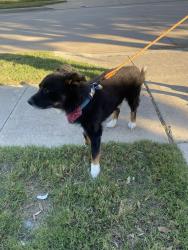 Found/Stray Male Dog last seen Conestoga Dr, Fort Worth, TX 76131