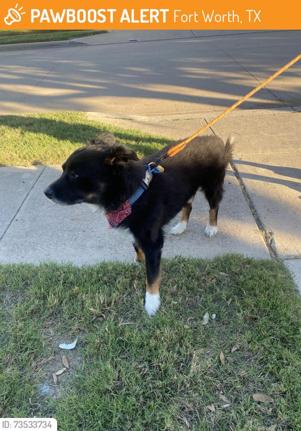Found/Stray Male Dog last seen Conestoga Dr, Fort Worth, TX 76131