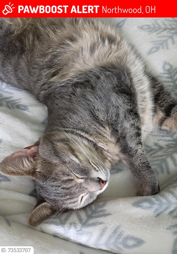 Lost Male Cat last seen Northwood Wales Oregon rd, Northwood, OH 43619