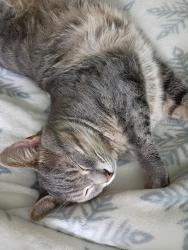 Lost Male Cat last seen Northwood Wales Oregon rd, Northwood, OH 43619