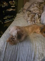 Reunited Female Dog last seen Jackson rd, Dundalk, MD 21222