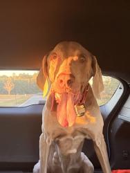 Found/Stray Male Dog last seen Happy hill road, Carroll County, GA 30116