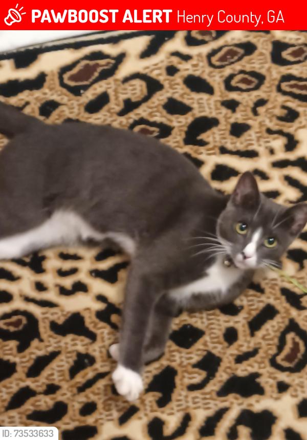 Lost Female Cat last seen Juliana Dr Ellenwood Ga, Henry County, GA 30294