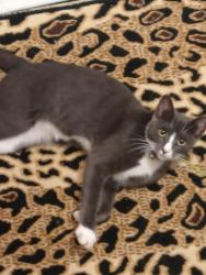 Lost Female Cat last seen Juliana Dr Ellenwood Ga, Henry County, GA 30294