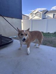 Found/Stray Unknown Dog last seen Lake Corner Dr, Eagle Mountain, UT 84005
