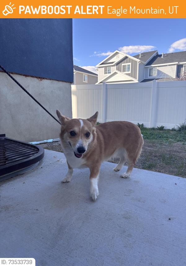 Found/Stray Unknown Dog last seen Lake Corner Dr, Eagle Mountain, UT 84005