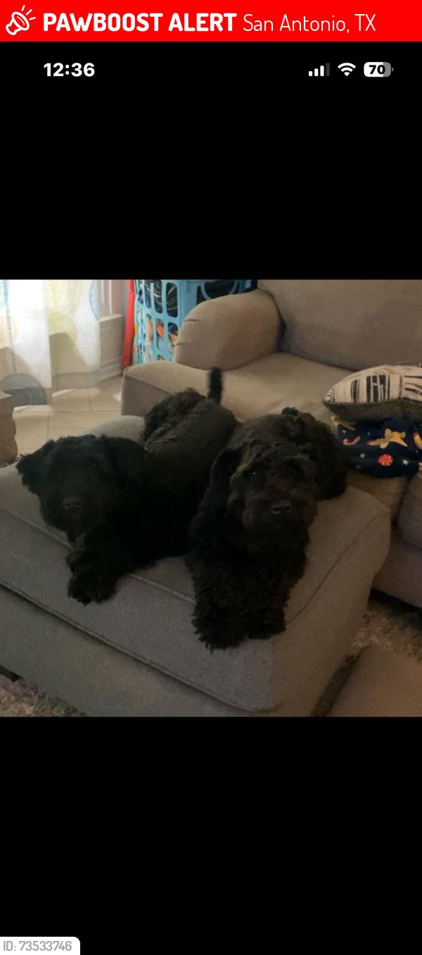 Lost Male Dog last seen Barrington, San Antonio, TX 78217