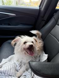Reunited Female Dog last seen S Morgan St, Broussard, LA 70518