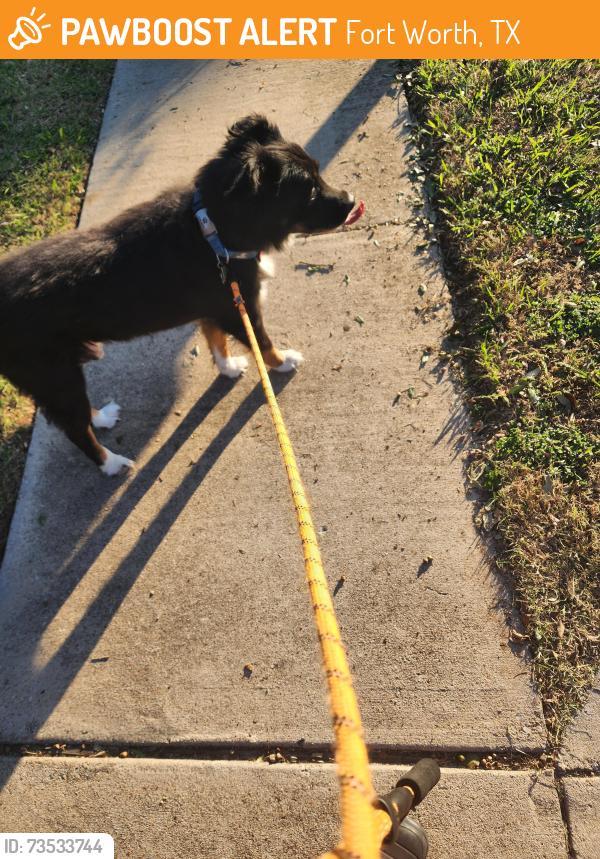 Found/Stray Male Dog last seen Heritage trace, Fort Worth, TX 76131