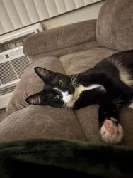 Reunited Male Cat last seen E Hampden Ave, Denver, CO 80237