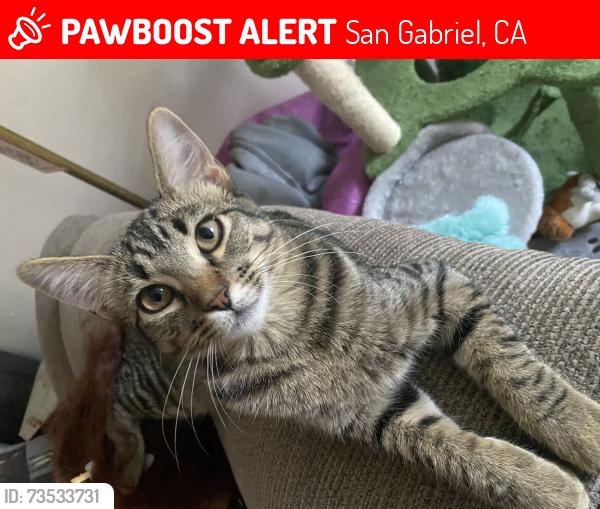 Lost Female Cat last seen S Junipero Serra Dr., San Marino Ave, San Gabriel, CA 91776