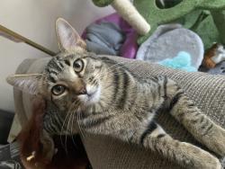 Lost Female Cat last seen S Junipero Serra Dr., San Marino Ave, San Gabriel, CA 91776