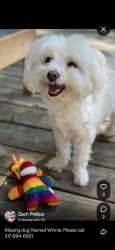 Reunited Female Dog last seen 24th and College Ave., Indianapolis, IN 46205