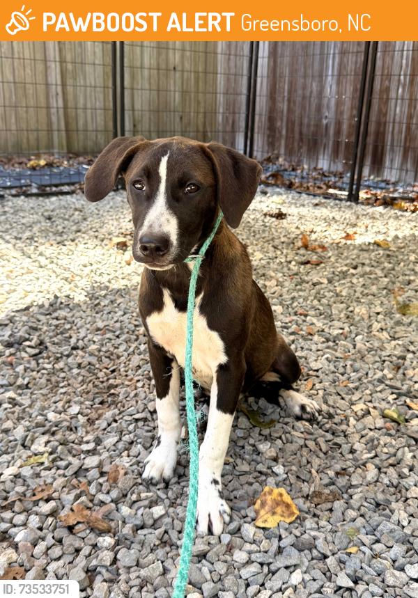 Found/Stray Female Dog last seen Alamance church road and hwy, Greensboro, NC 27401