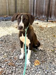 Found/Stray Female Dog last seen Alamance church road and hwy, Greensboro, NC 27401
